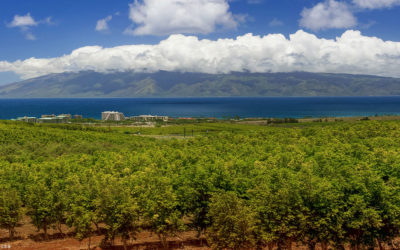 Top 5 Benefits of Drinking Coffee