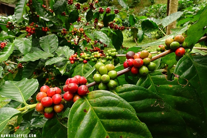 Most Caffeinated Countries Coffee Beans On Plant