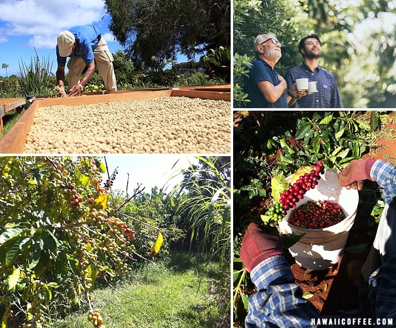 Hawaii Coffee Farms Picking Drying