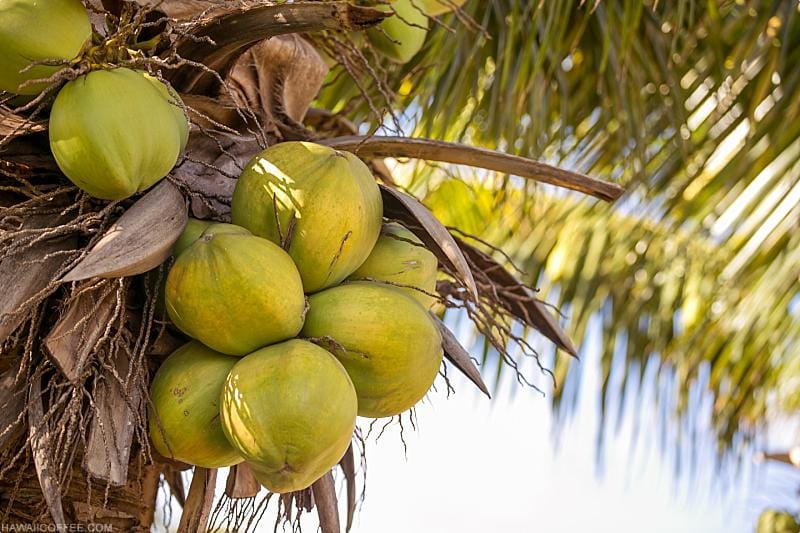 Local Hawaii Products Coconuts