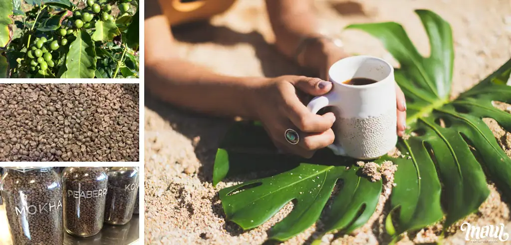 antioxidant rich coffee