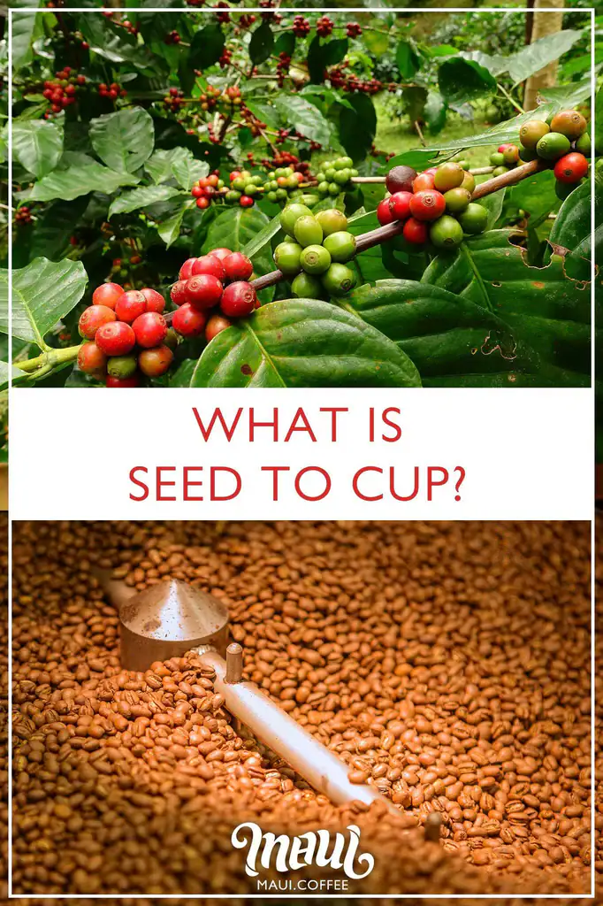 Coffee cherry