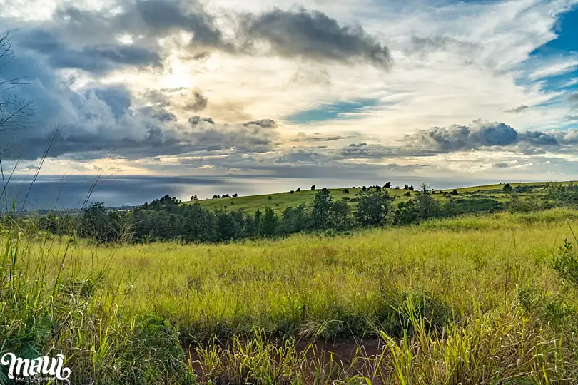Kauai Coffee