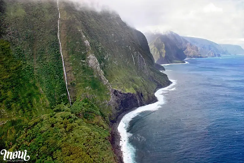 Molokai coffee