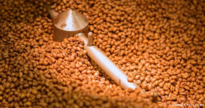 Seed to Cup