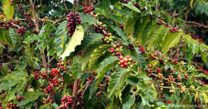 Kona coffee beans