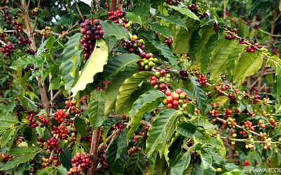 All About Kona Coffee