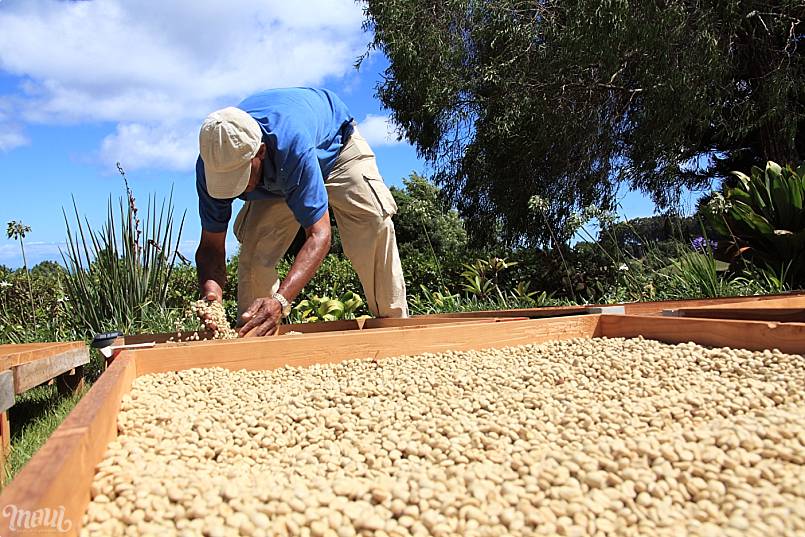 Kona coffee drying beans