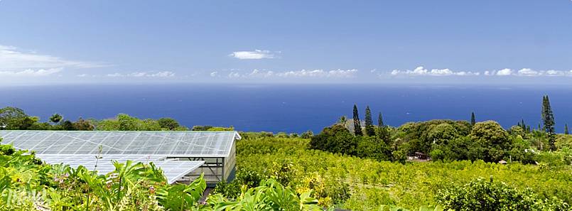 Kona coffee farm view