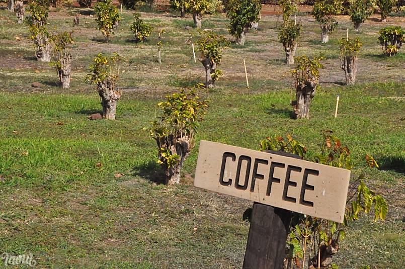 Kona coffee farm