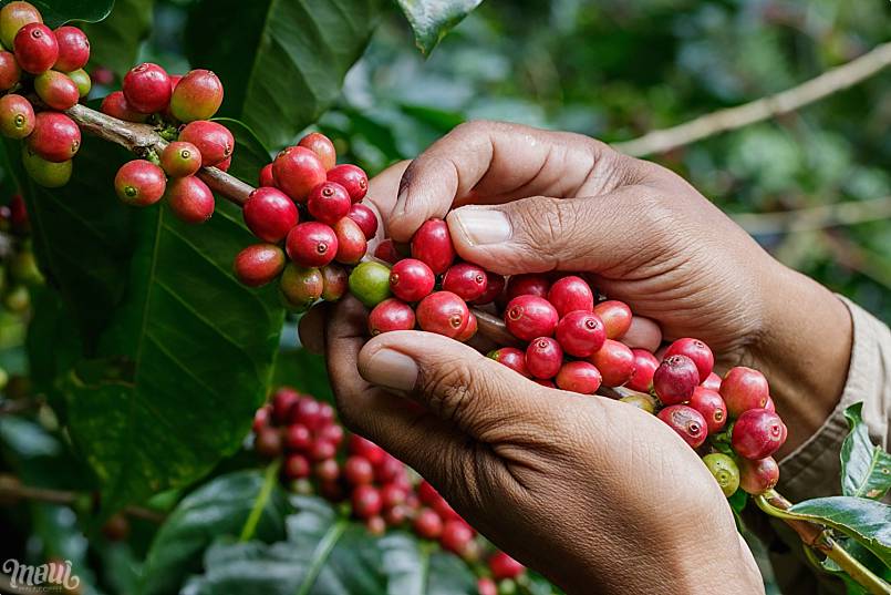 Kona coffee plant
