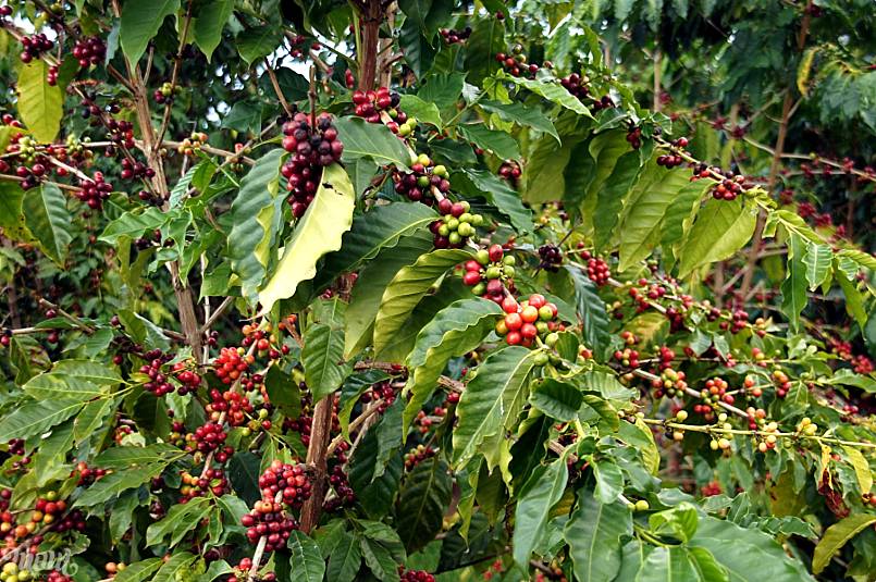 Kona coffee special variety