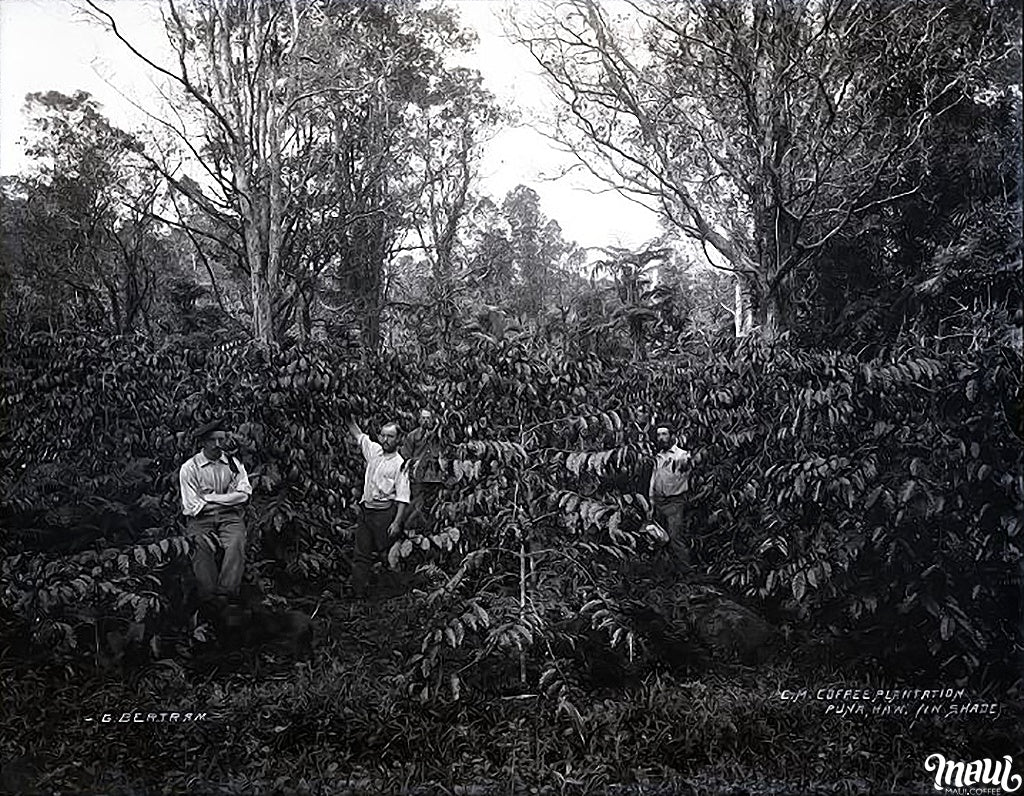 coffee plantation
