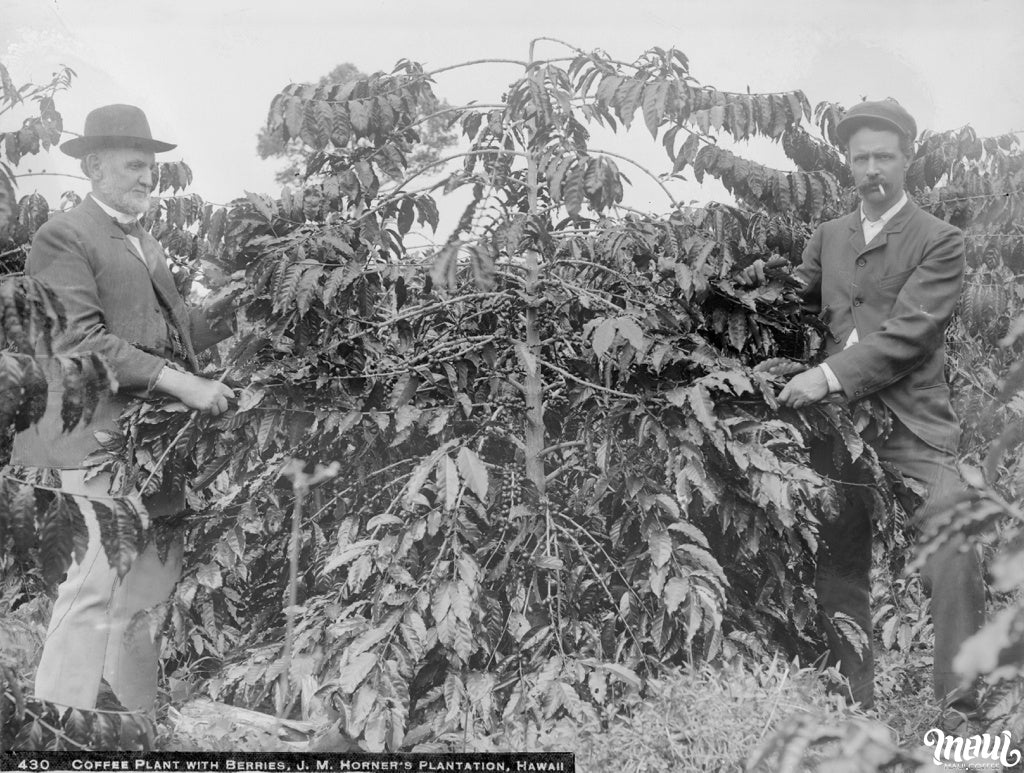 Hawaii coffee growers