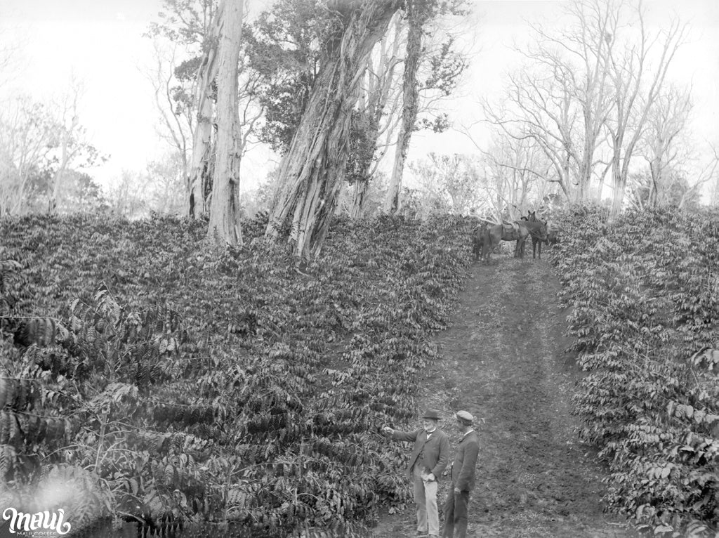 Hawaii coffee plantation