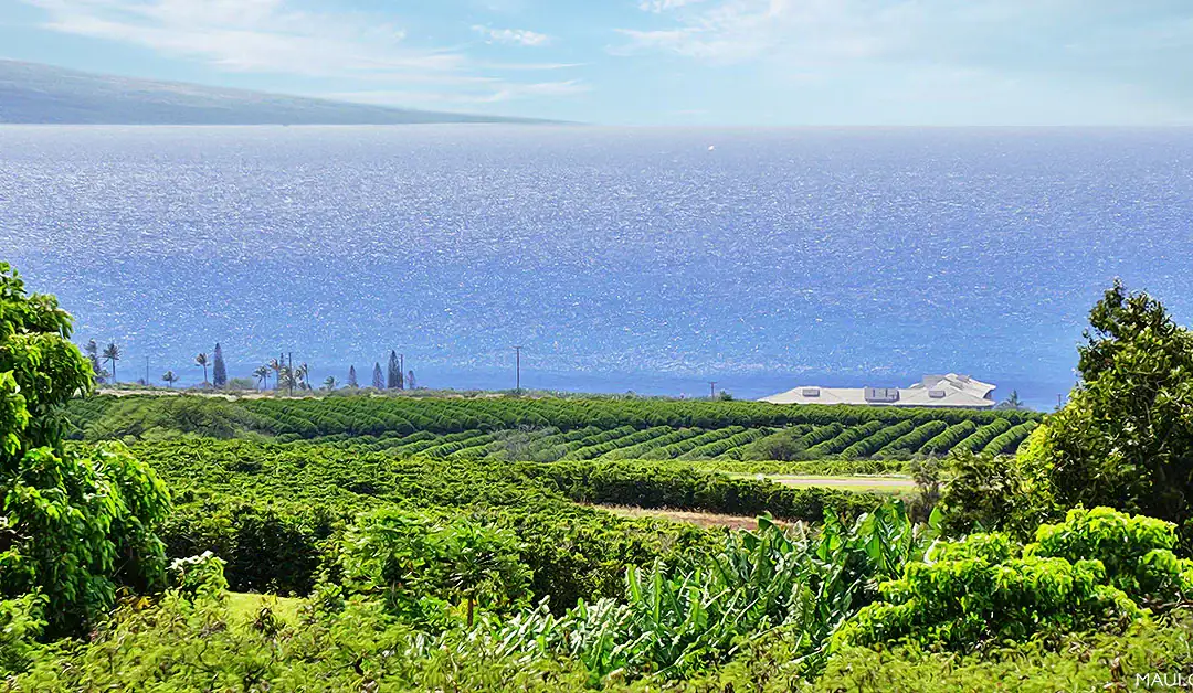Maui Coffee: A Guide to the Valley Isle’s Buzziest Crop