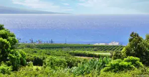 Maui coffee farms