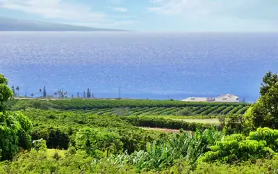 Maui Coffee: A Guide to the Valley Isle’s Buzziest Crop