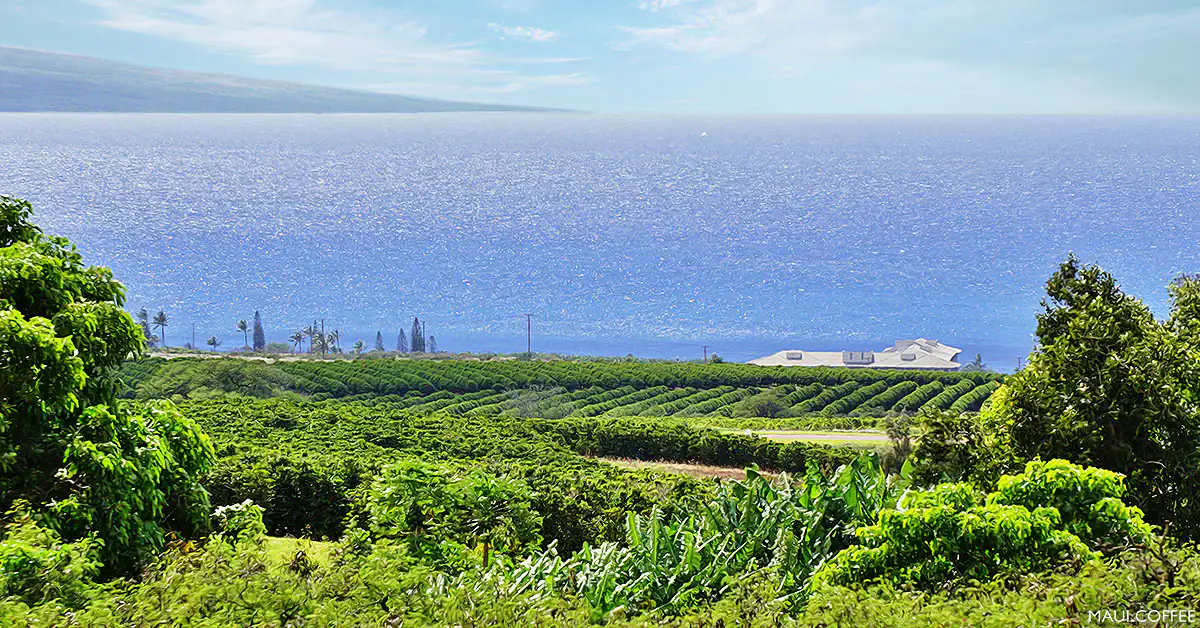 Maui coffee farms