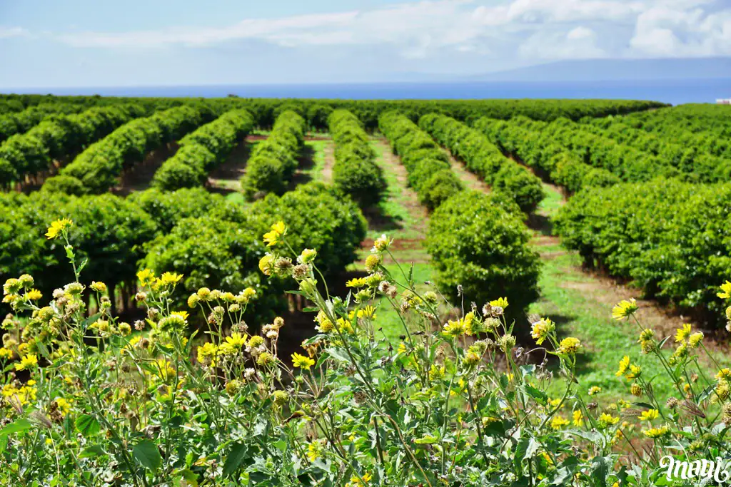 Maui coffee plants